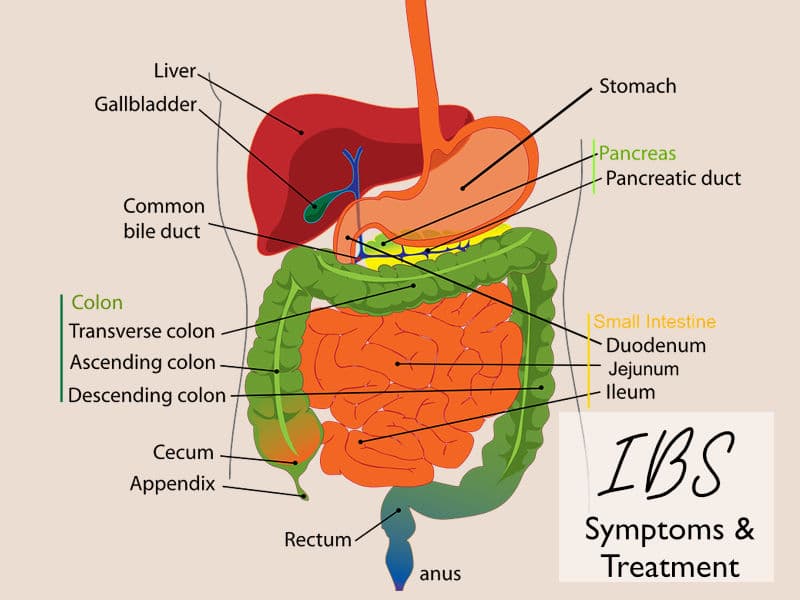 A diagram of the digestive system to illustrate IBS symptoms