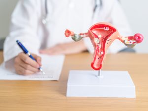 doctor with uturus and ovaries model