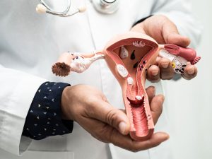 model of uterus to illustrate the role of progesterone in women